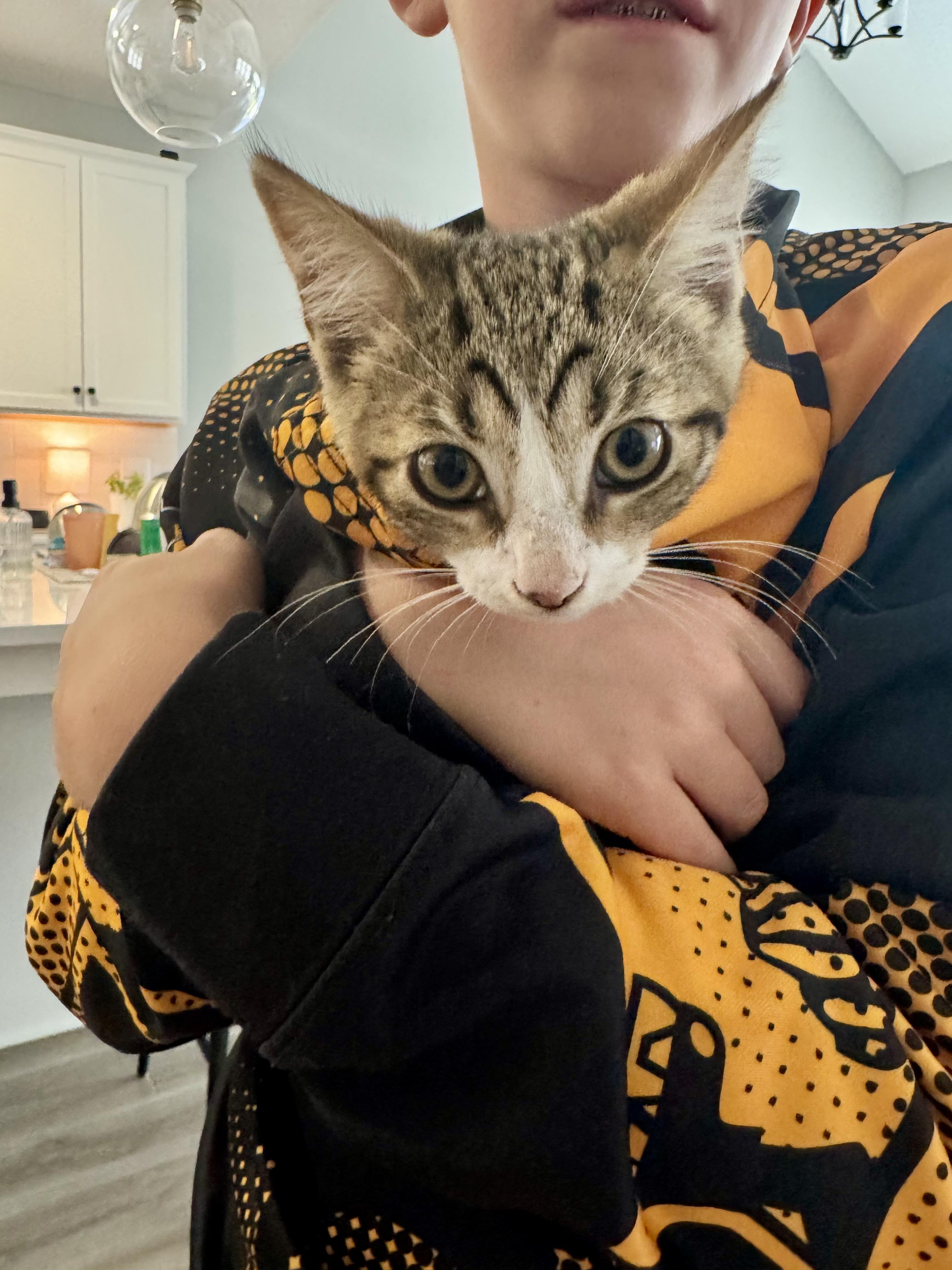 Mustard, a ADOPTABLE Domestic Short Hair in Columbus, OH image 3/6