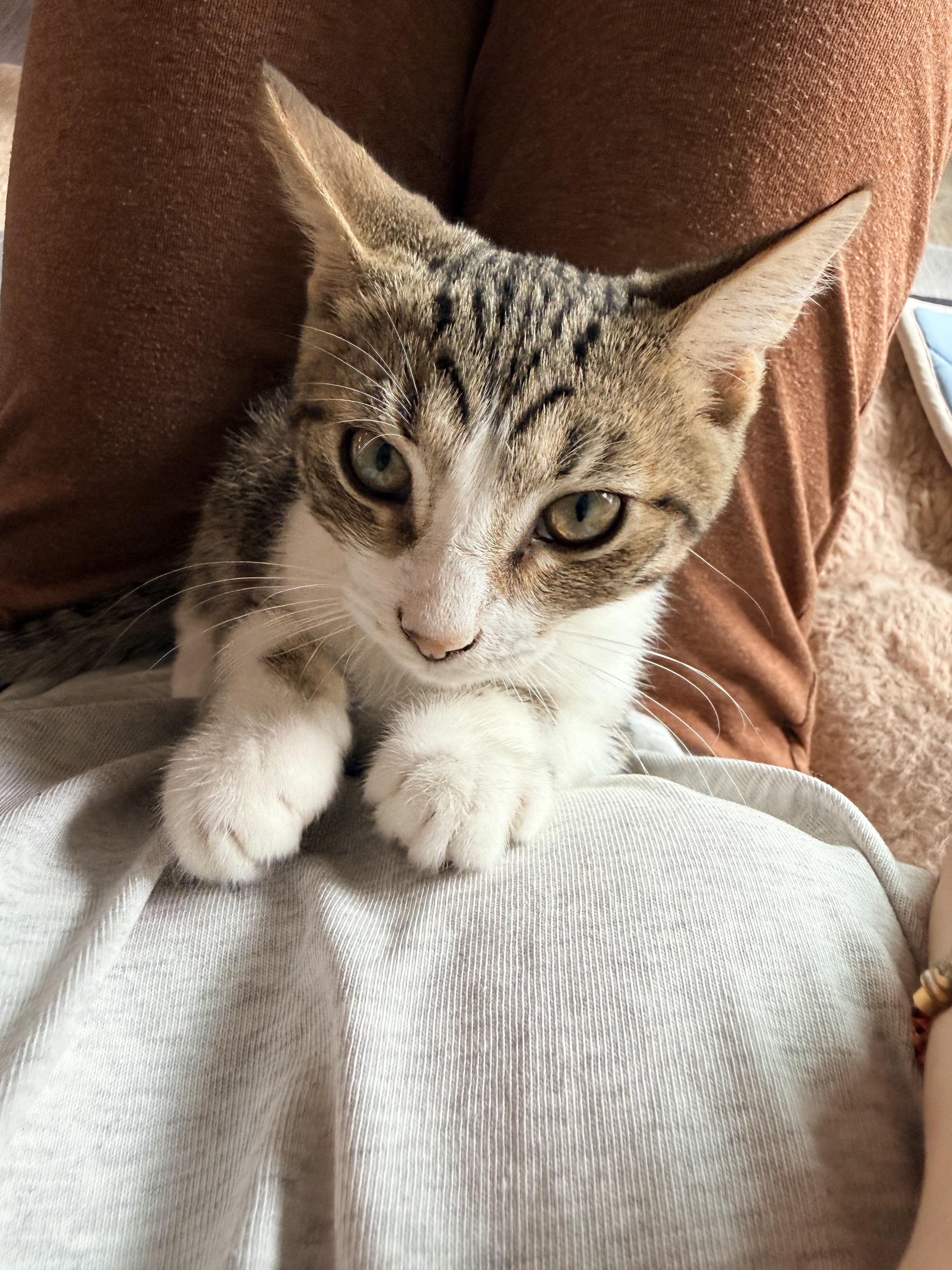 Mustard, a ADOPTABLE Domestic Short Hair in Columbus, OH image 6/6