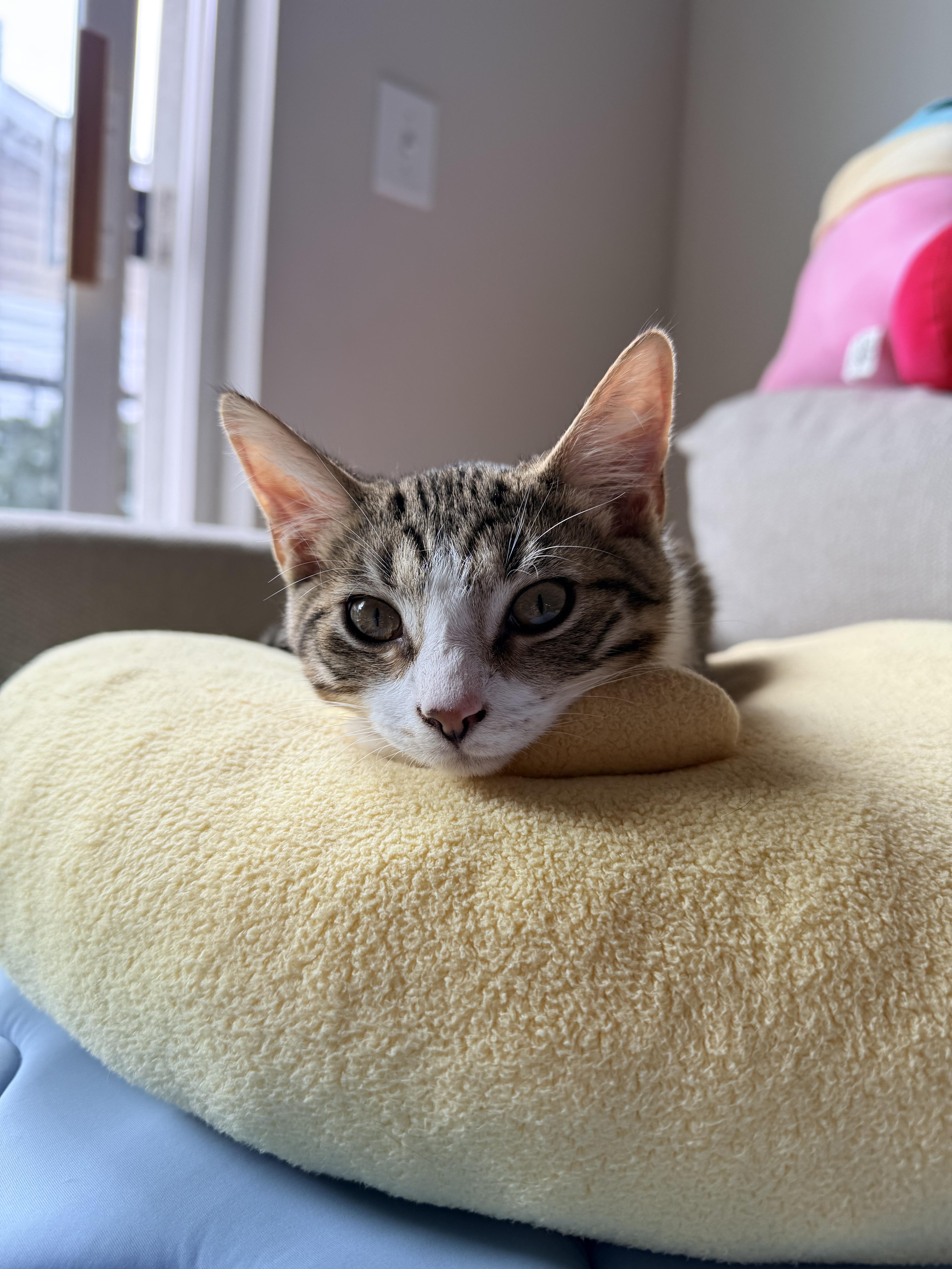 Mustard, a ADOPTABLE Domestic Short Hair in Columbus, OH image 1/6