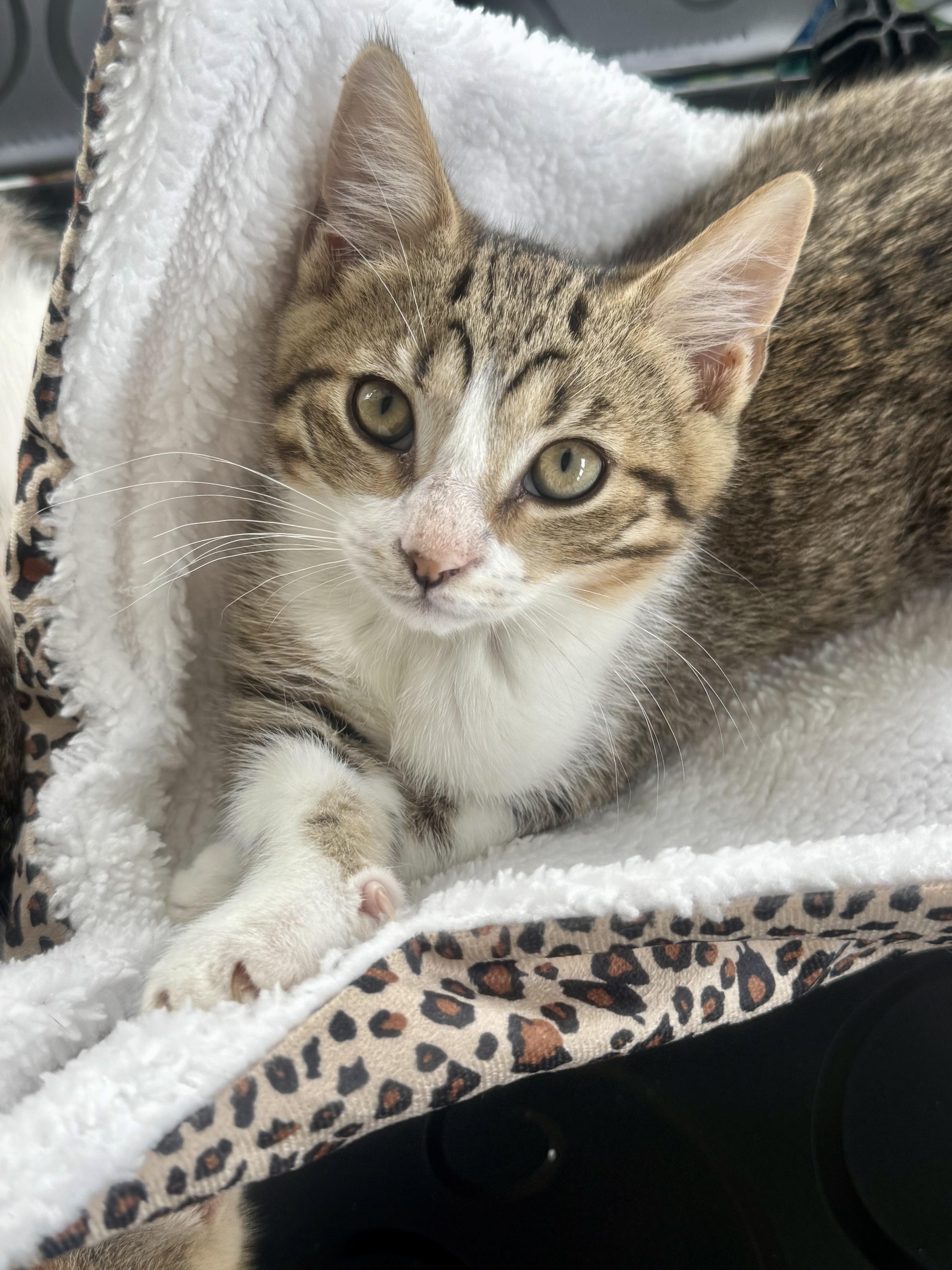 Mustard, ADOPTABLE, Kitten Male Domestic Short Hair.