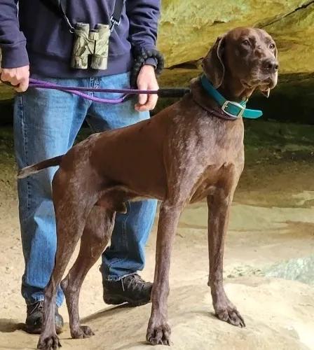 Max, an adopted German Shorthaired Pointer in Carmel, IN image 1/4