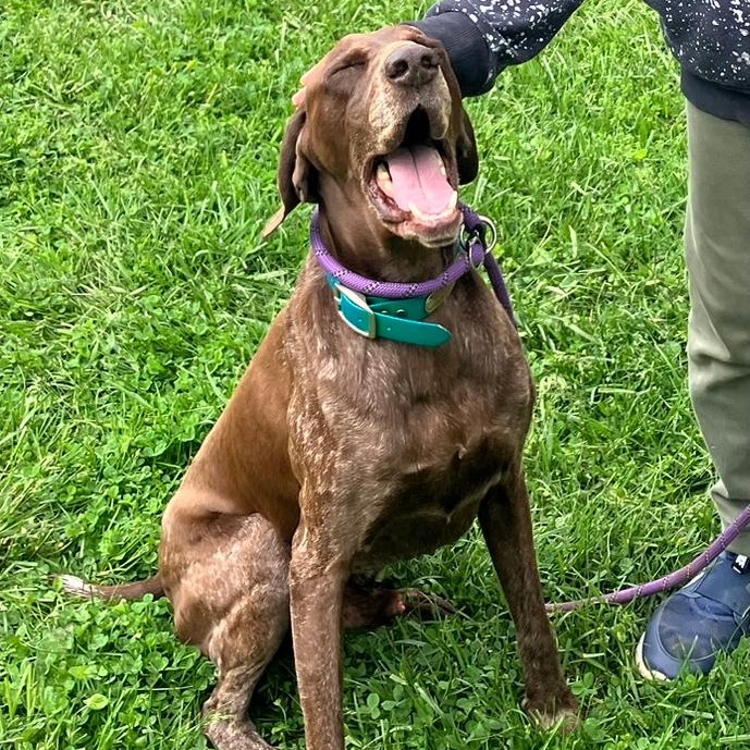 Max, an adopted German Shorthaired Pointer in Carmel, IN image 2/4