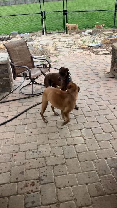 Enlarge Max, an adopted German Shorthaired Pointer in Carmel, IN video 4/4