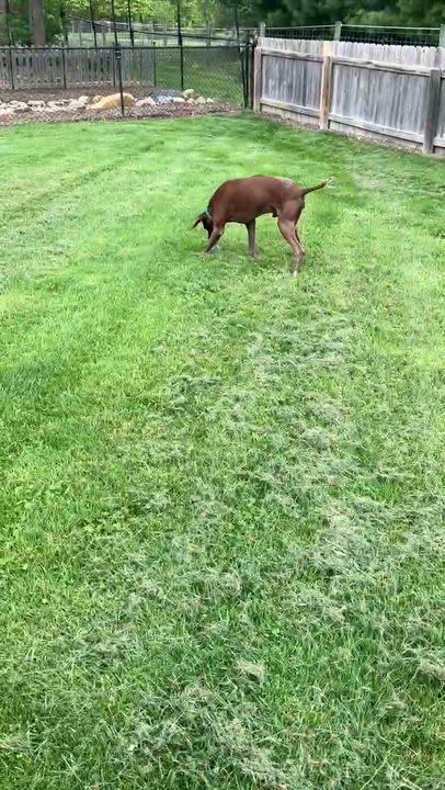 Enlarge Max, an adopted German Shorthaired Pointer in Carmel, IN video 3/4