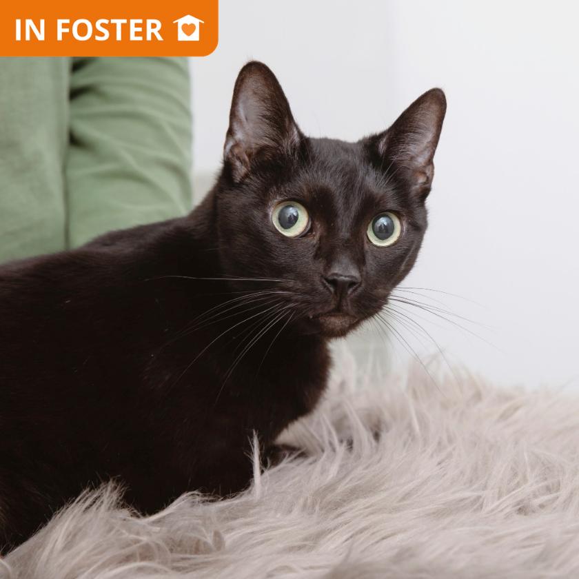 Clover, Adoptable, Adult Female Domestic Short Hair.