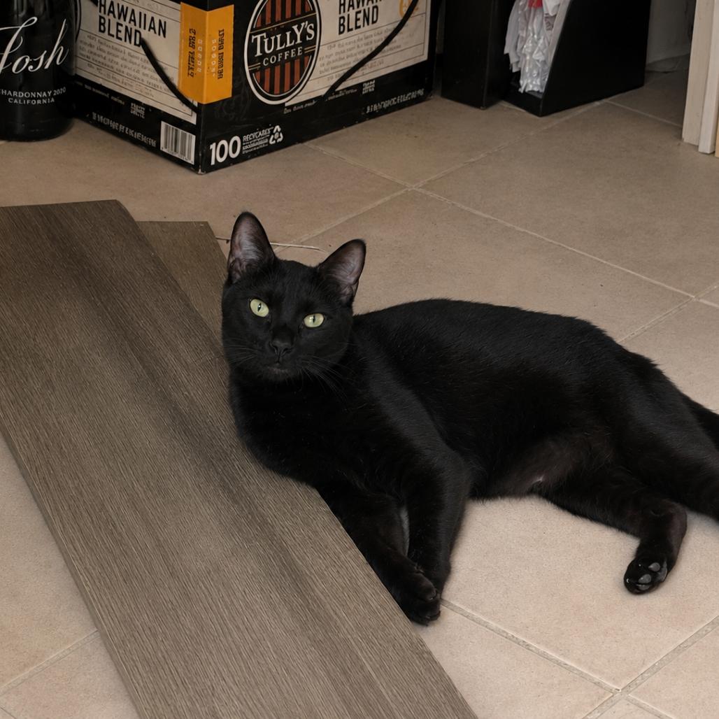 Enlarge Clover, a Adoptable Domestic Short Hair in Los Angeles, CA image 2/3