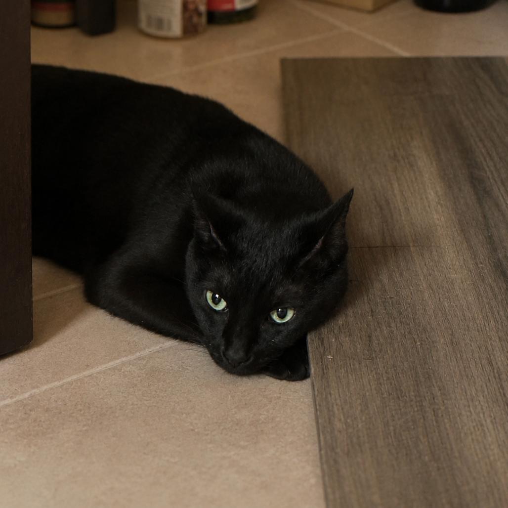 Enlarge Clover, a Adoptable Domestic Short Hair in Los Angeles, CA image 3/3