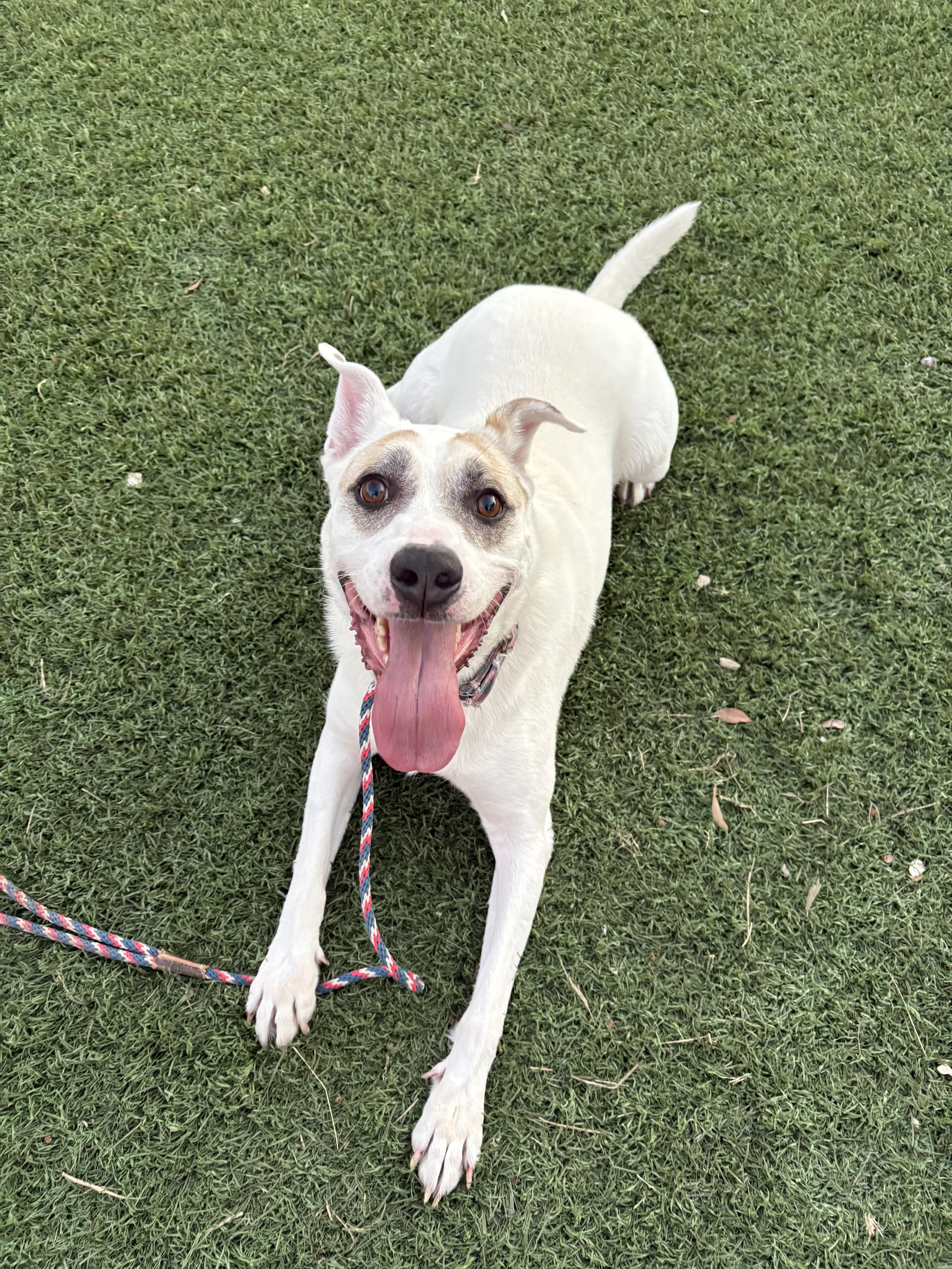Jake, Adoptable, Adult Male Australian Cattle Dog / Blue Heeler & Terrier.