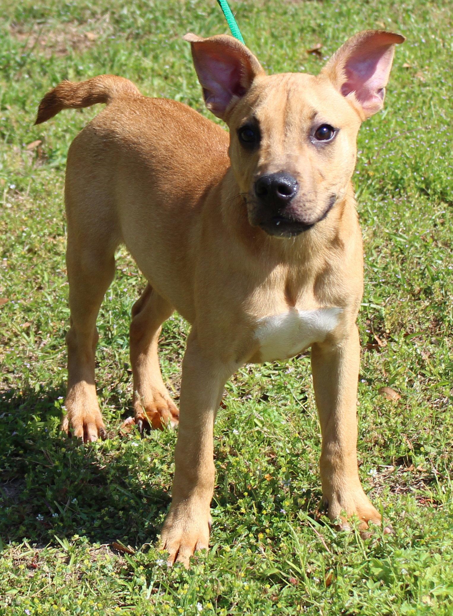Enlarge Popper 43287, a Adoptable mixed breed in Prattville, AL image 1/1