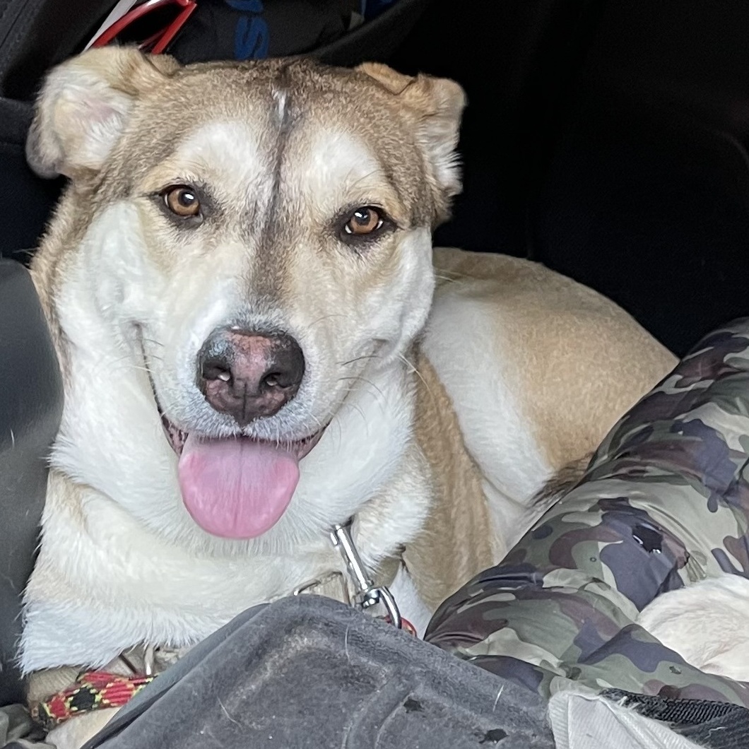 COCO (bonded with Moko) — thumbnail 2