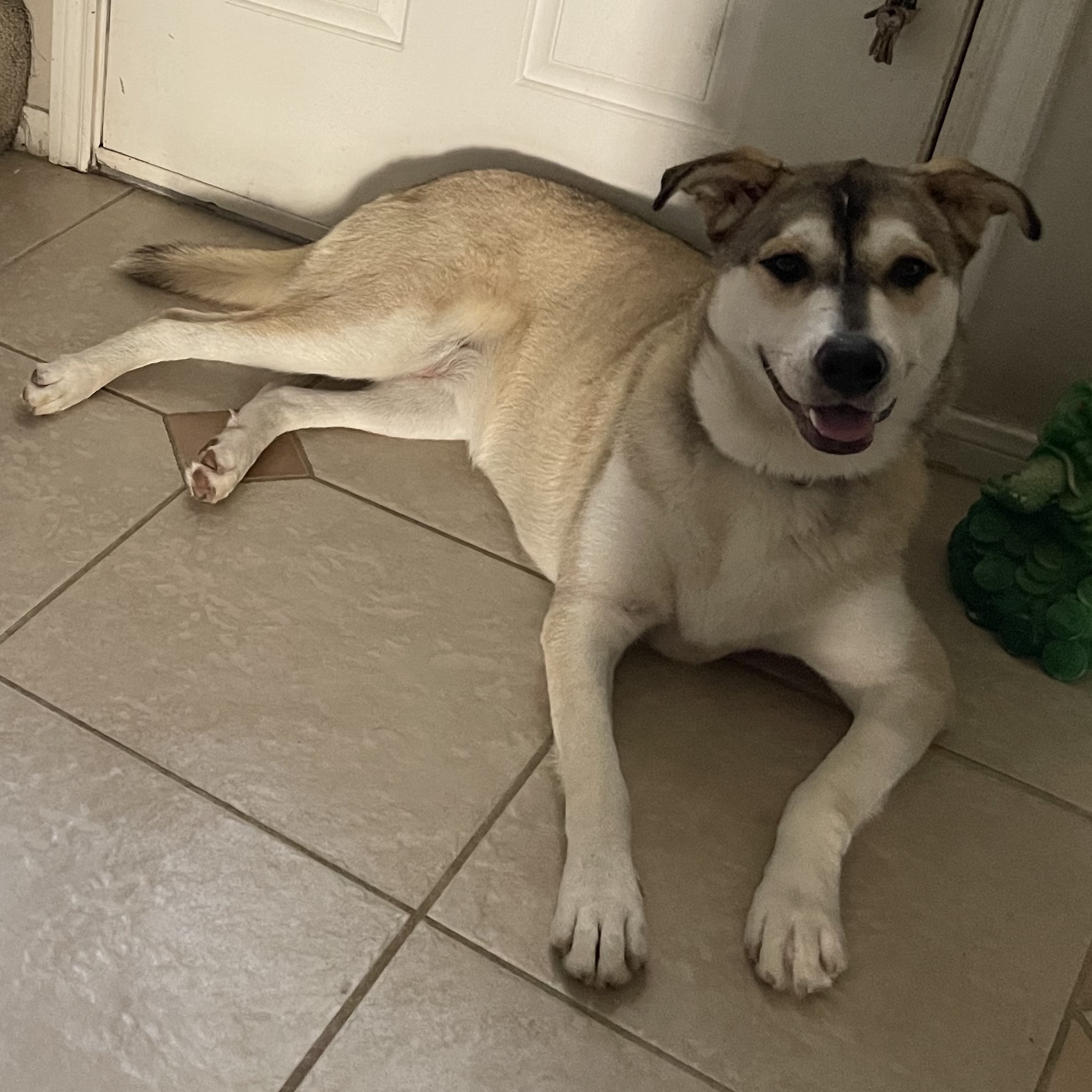 COCO (bonded with Moko) — thumbnail 3