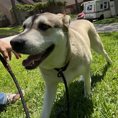 COCO (bonded with Moko) — thumbnail 4