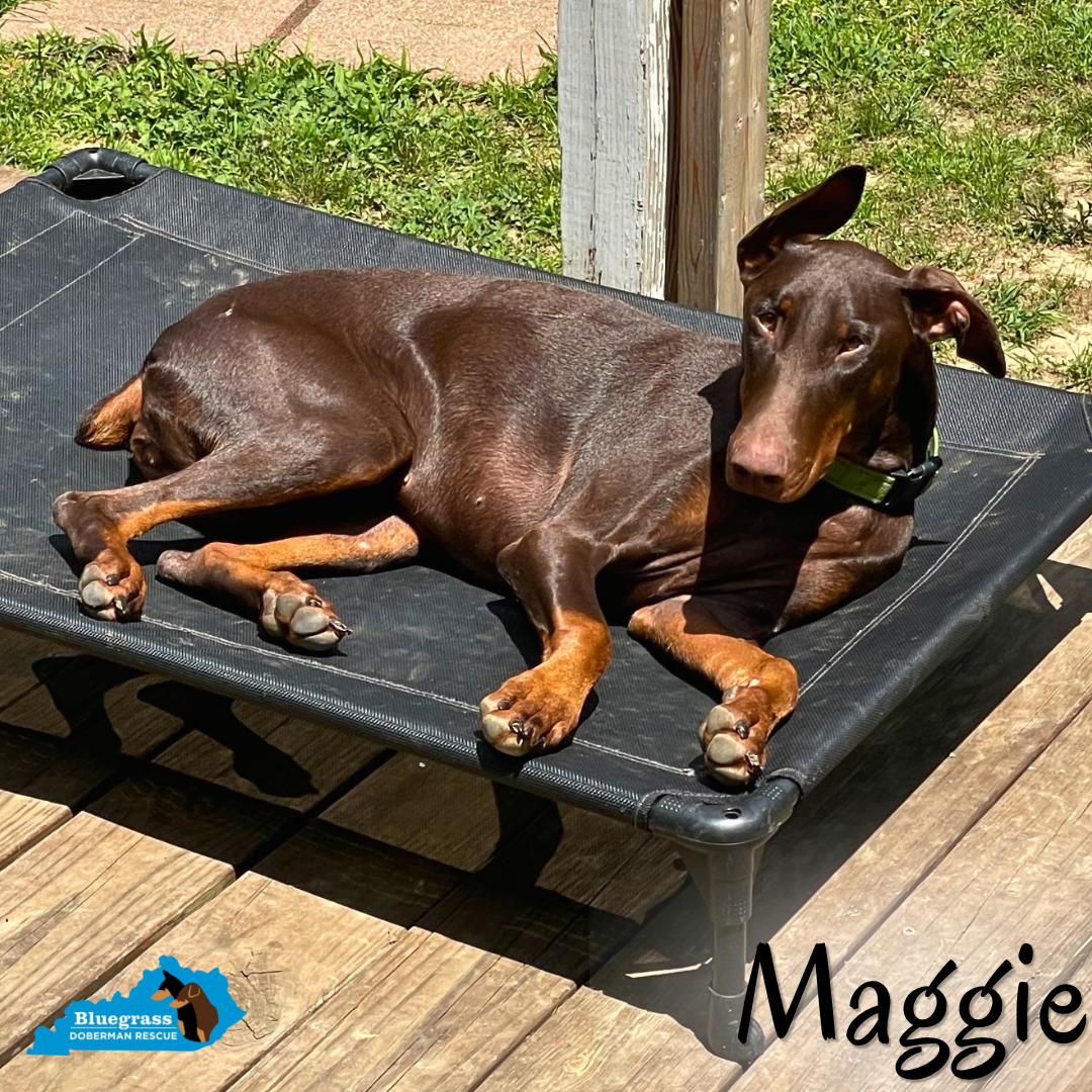 Maggie, ADOPTABLE, Young Female Doberman Pinscher.