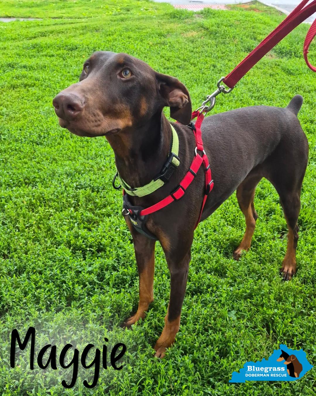 Enlarge Maggie, a ADOPTABLE Doberman Pinscher in Louisville, KY image 2/4