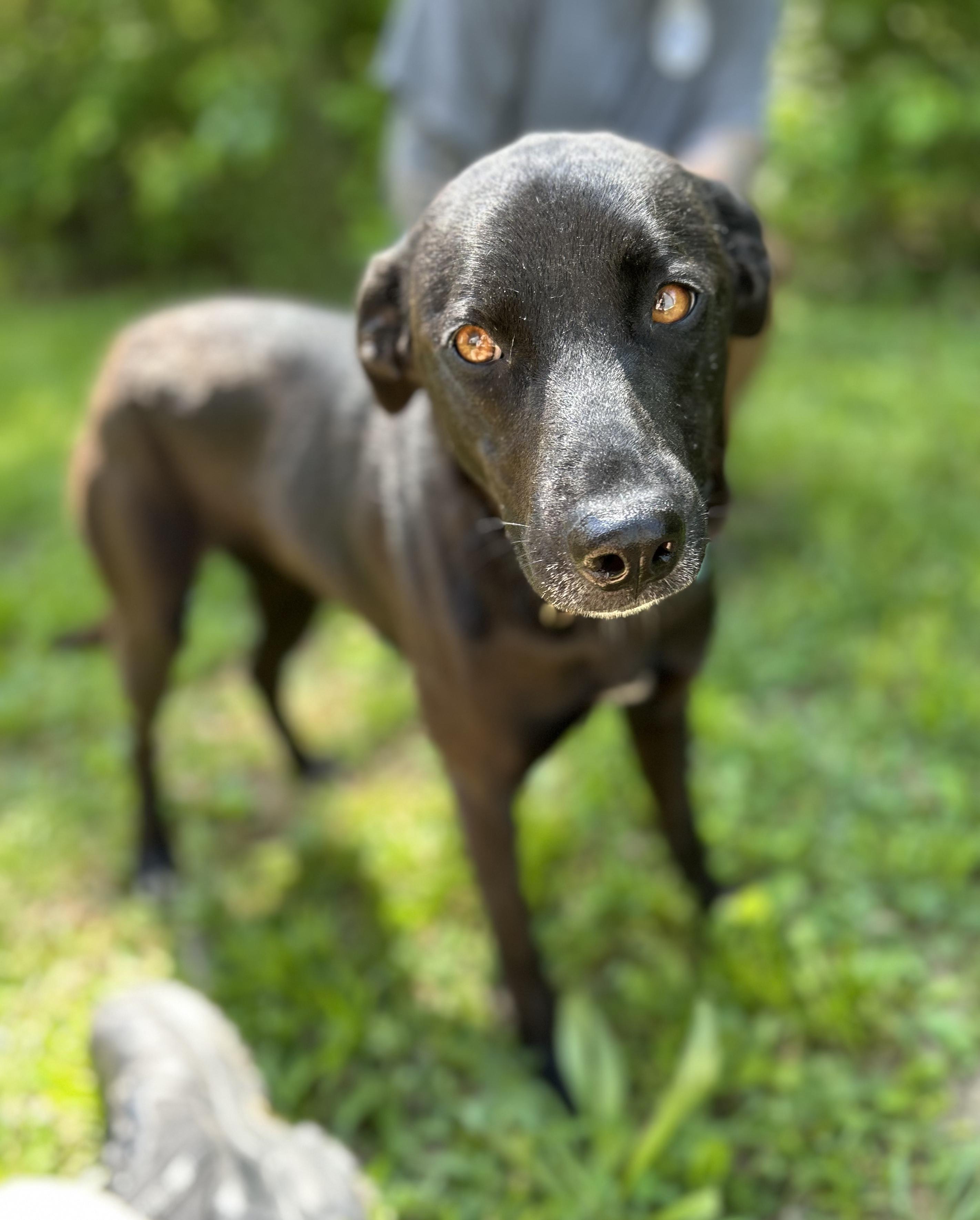 Ark, adopted, Young Female Mixed Breed.