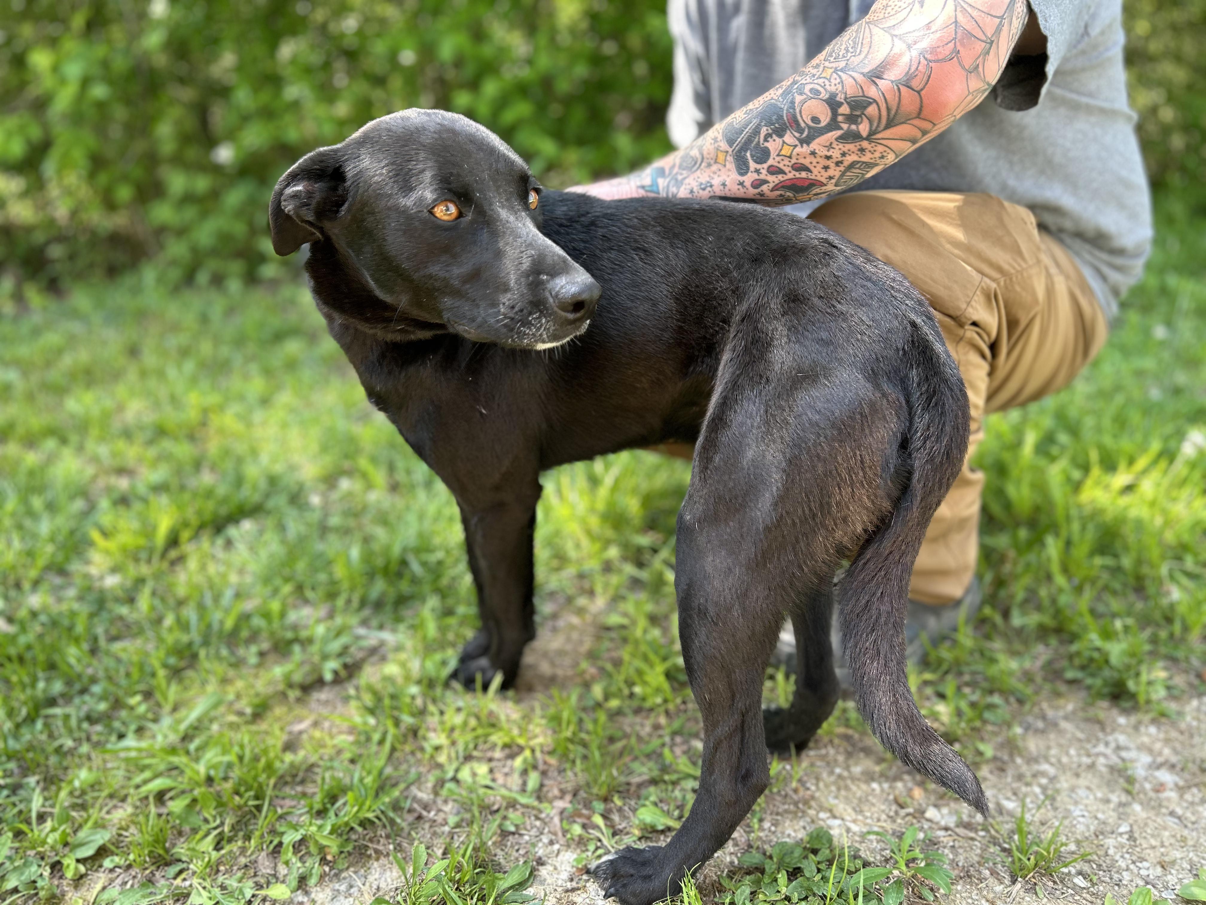 Ark, an adopted Mixed Breed in Manchester, TN image 3/3