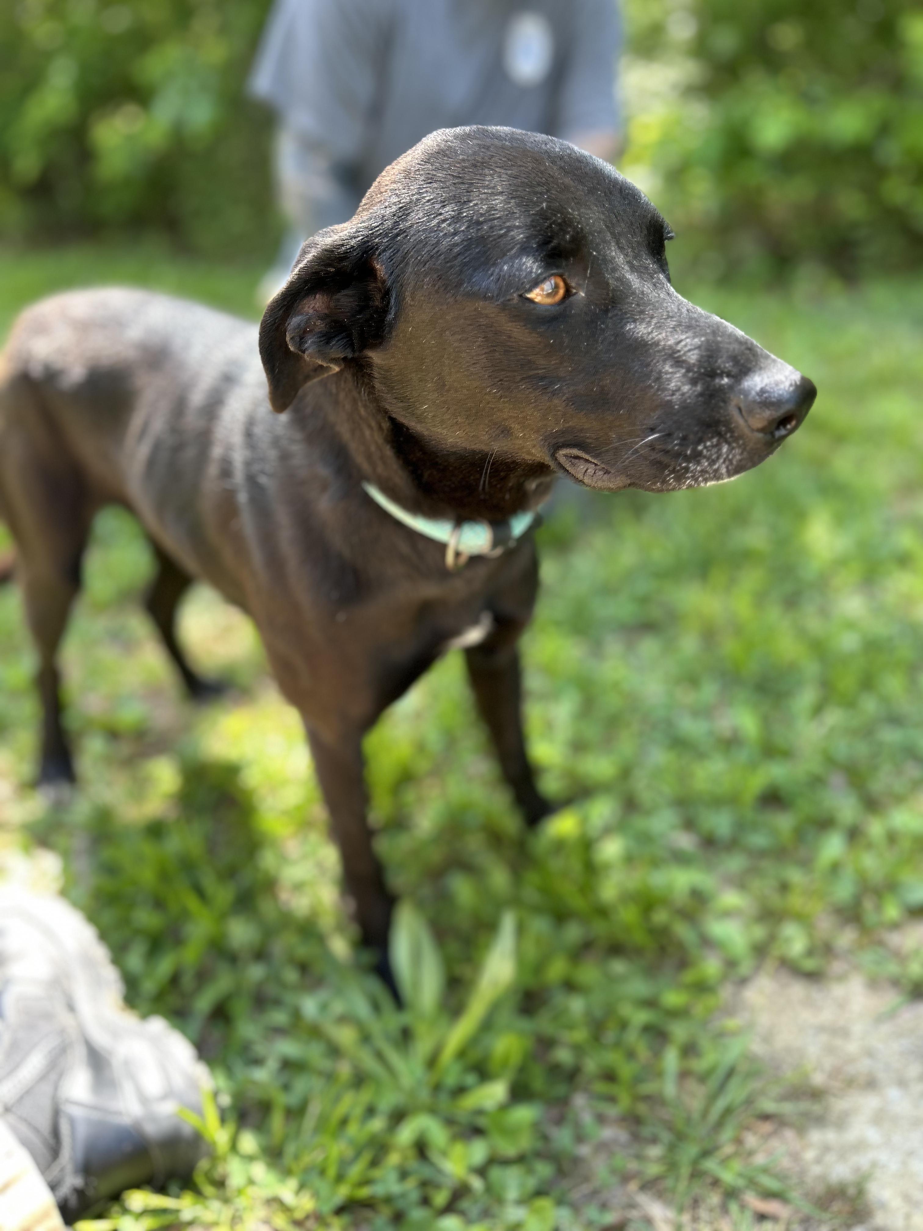 Ark, an adopted Mixed Breed in Manchester, TN image 2/3