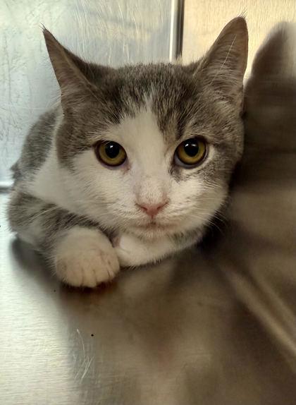 Ralph, Adoptable, Kitten Male Domestic Short Hair & Domestic Short Hair.