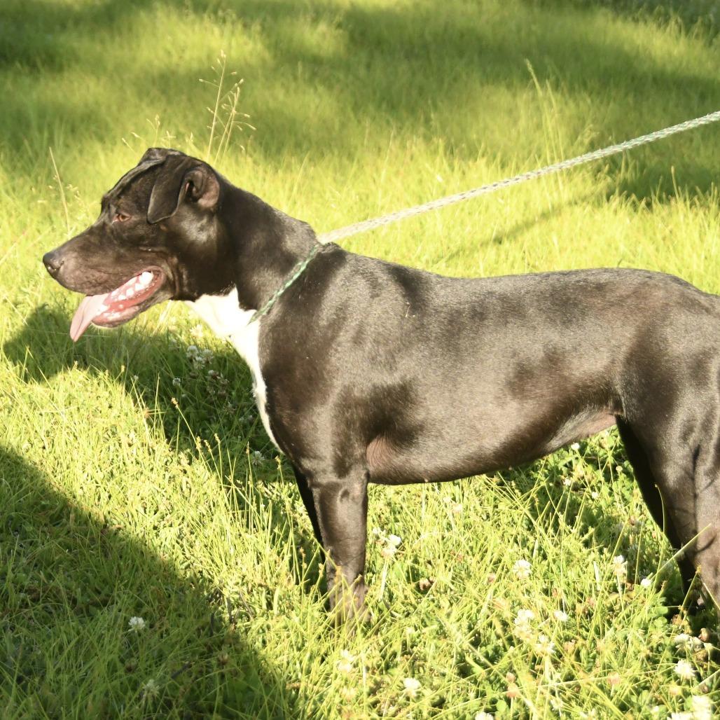 Georgia, Adoptable, Young Female Labrador Retriever & Mixed Breed.