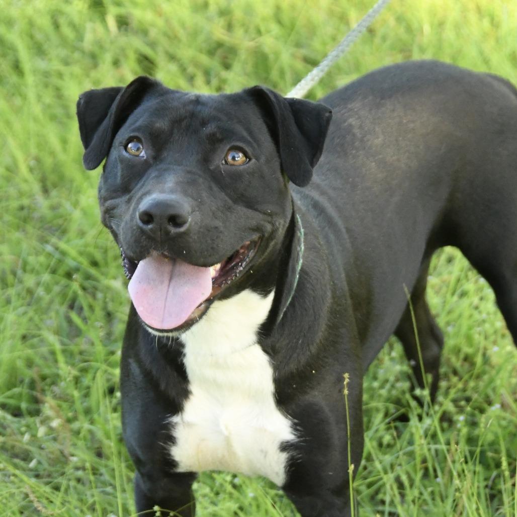 Georgia, a Adoptable mixed breed in Natchez, MS image 3/6