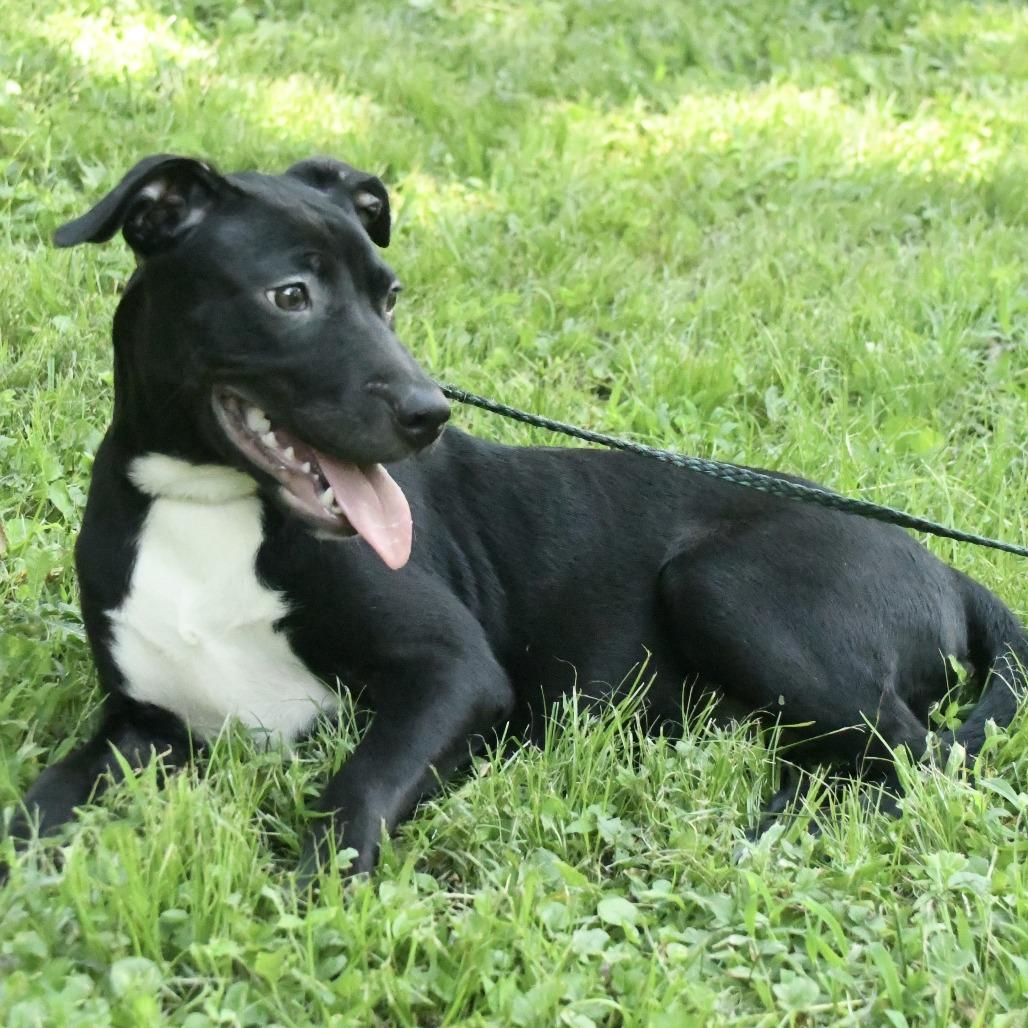 Enlarge Georgia, a Adoptable mixed breed in Natchez, MS image 2/3