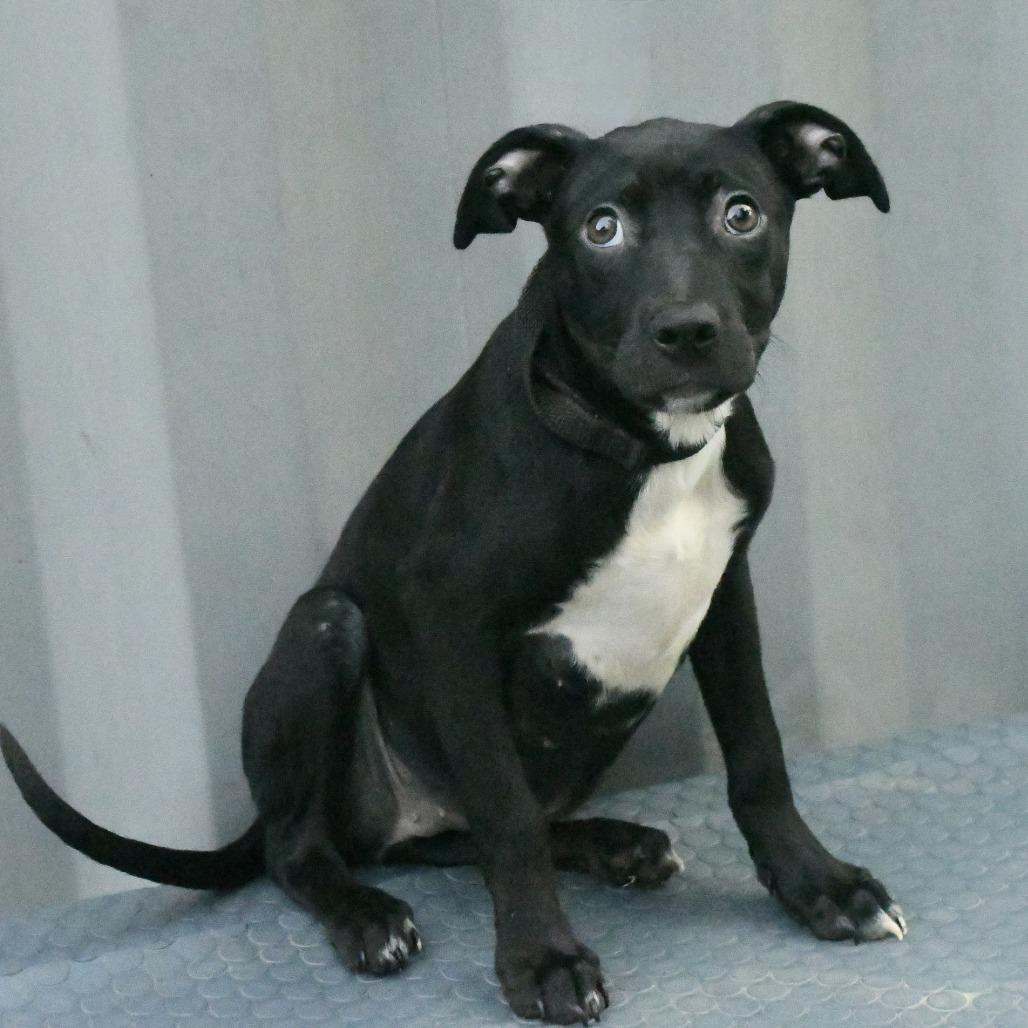 Enlarge Georgia, a Adoptable mixed breed in Natchez, MS image 3/3