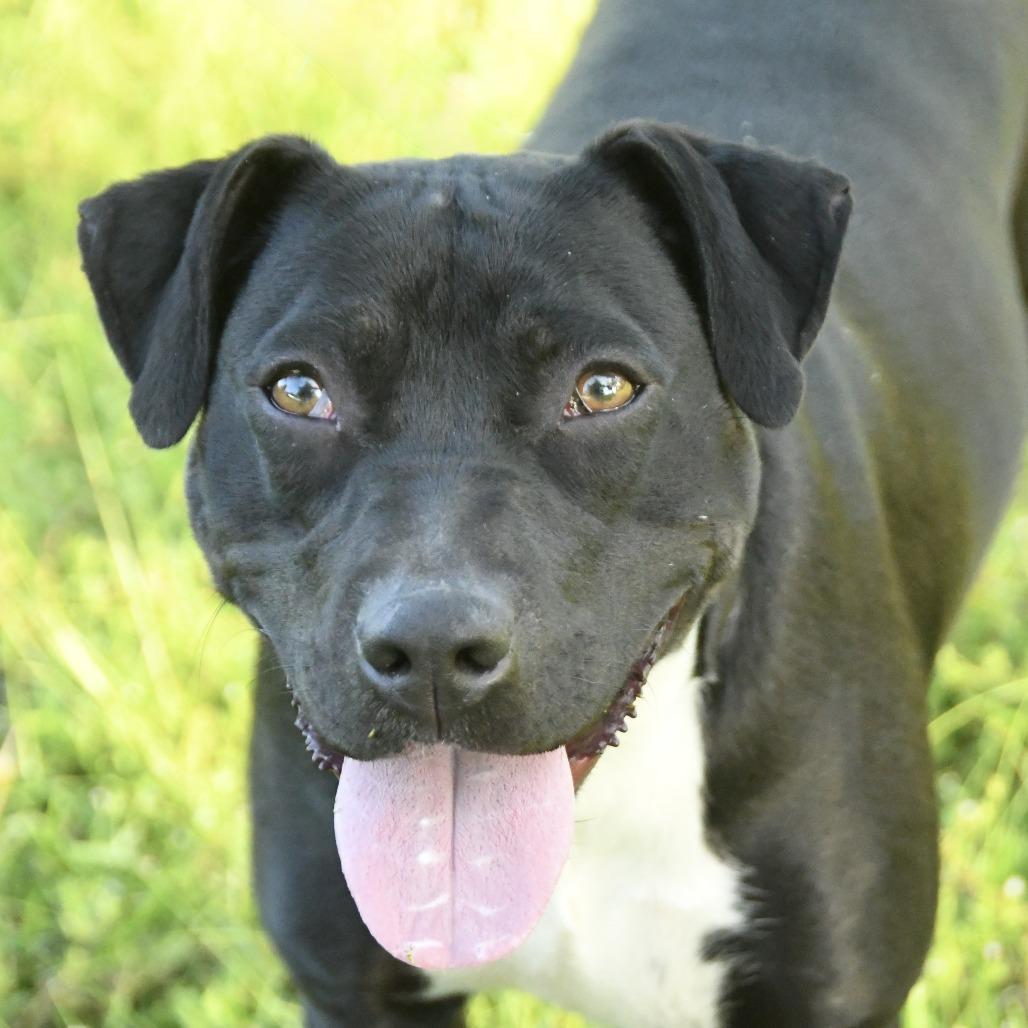 Georgia, a Adoptable mixed breed in Natchez, MS image 5/6