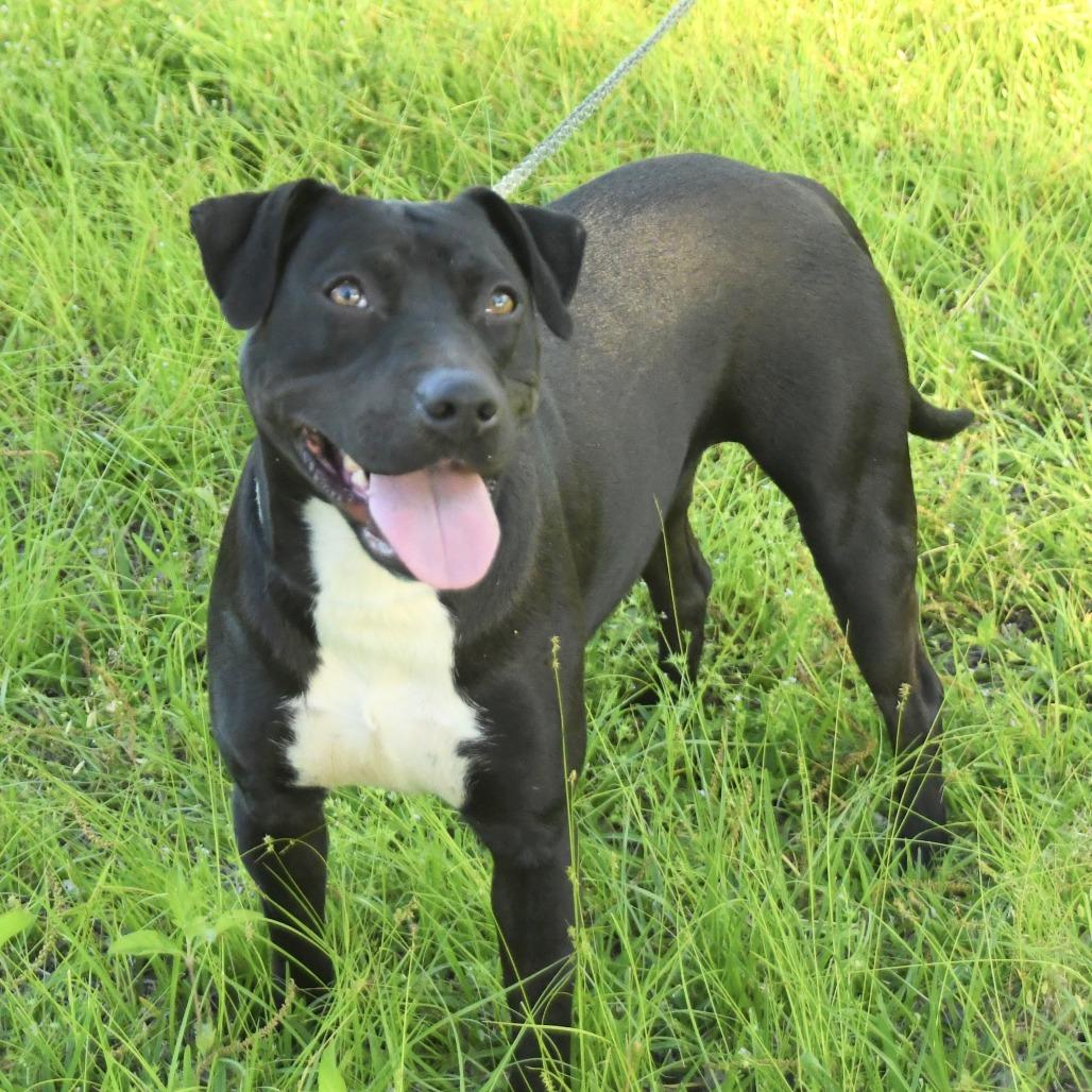 Georgia, a Adoptable mixed breed in Natchez, MS image 6/6