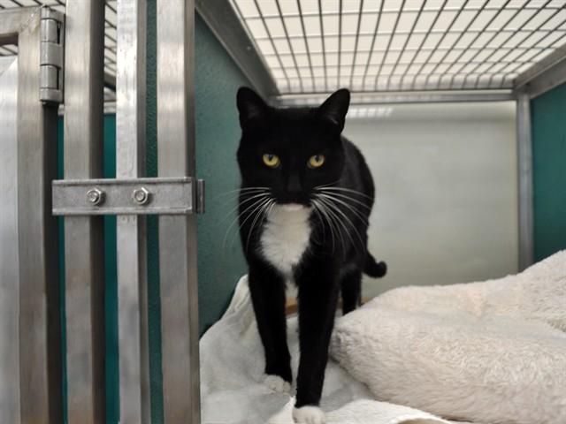 Enlarge MEOW-KITTY, a Adoptable Domestic Short Hair in Naples, FL image 1/1