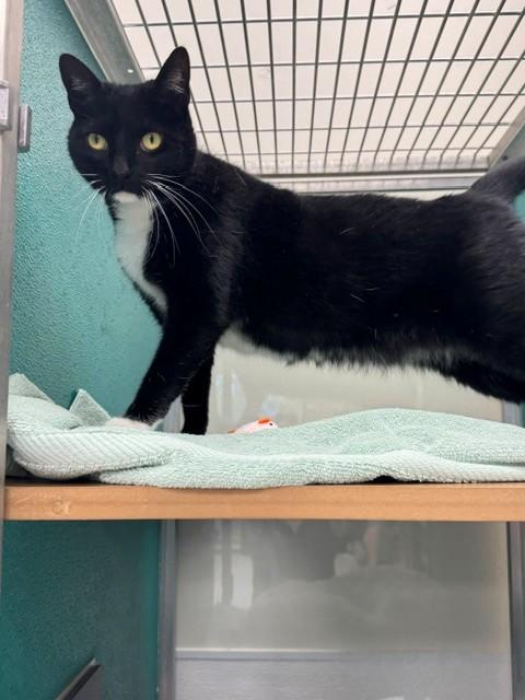 MEOW-KITTY, Adoptable, Adult Female Domestic Short Hair.