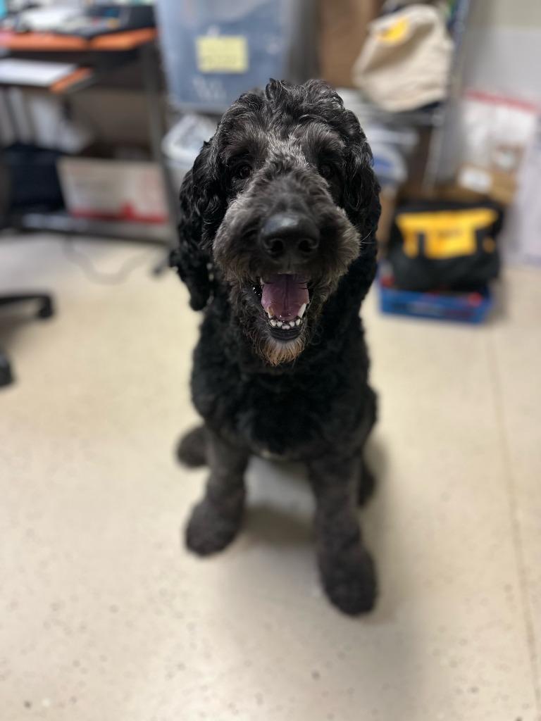 Kody, a Adopted mixed breed in Blountville, TN image 1/6