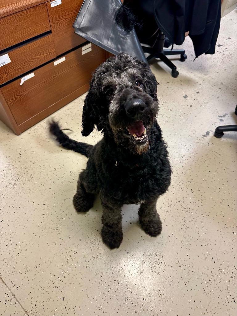 Kody, a Adopted mixed breed in Blountville, TN image 2/6