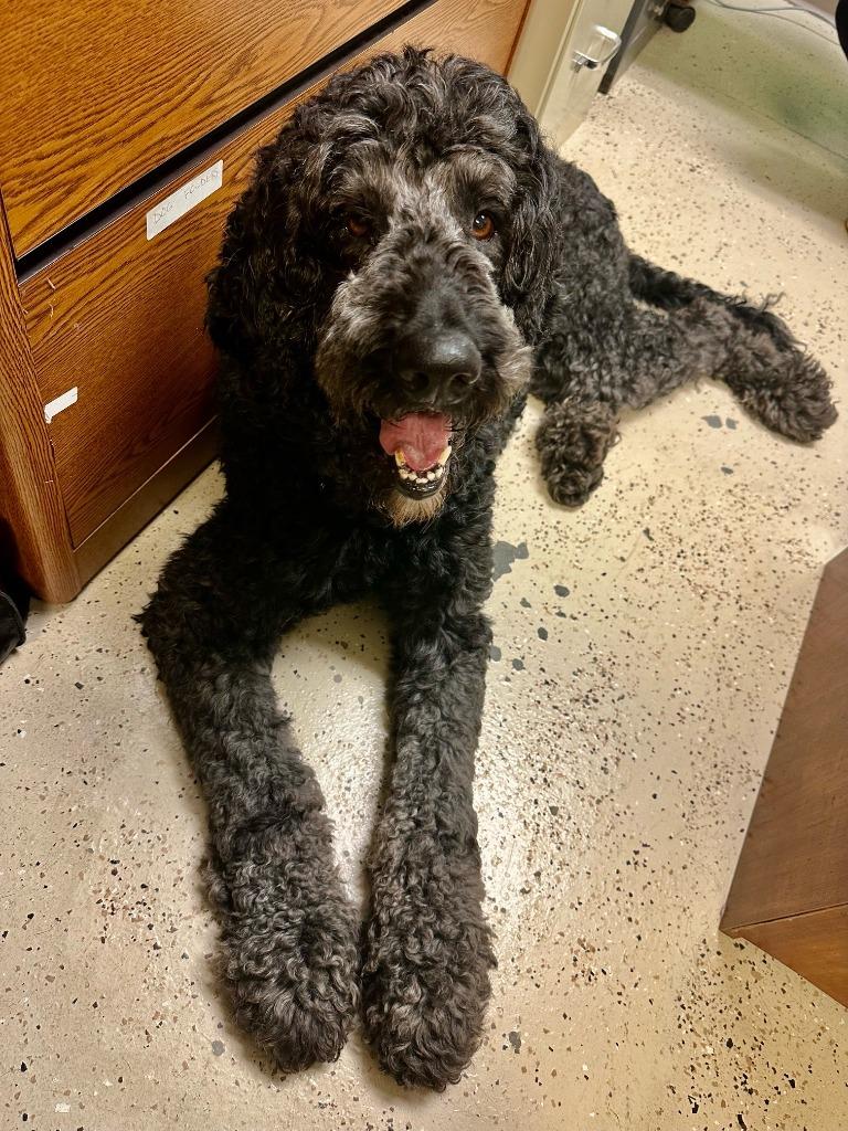 Kody, a Adopted mixed breed in Blountville, TN image 3/6