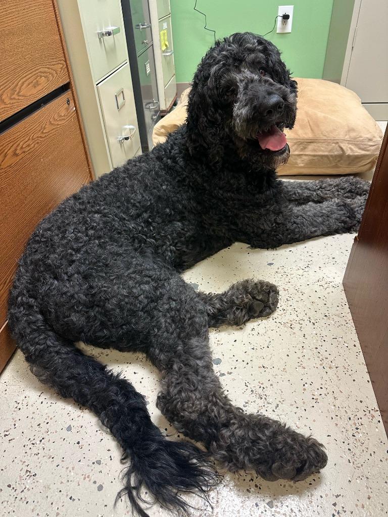 Kody, a Adopted mixed breed in Blountville, TN image 4/6