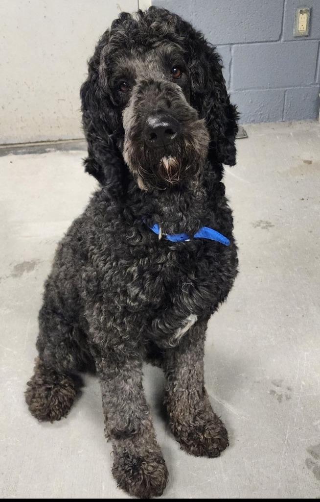 Kody, a Adopted mixed breed in Blountville, TN image 5/6