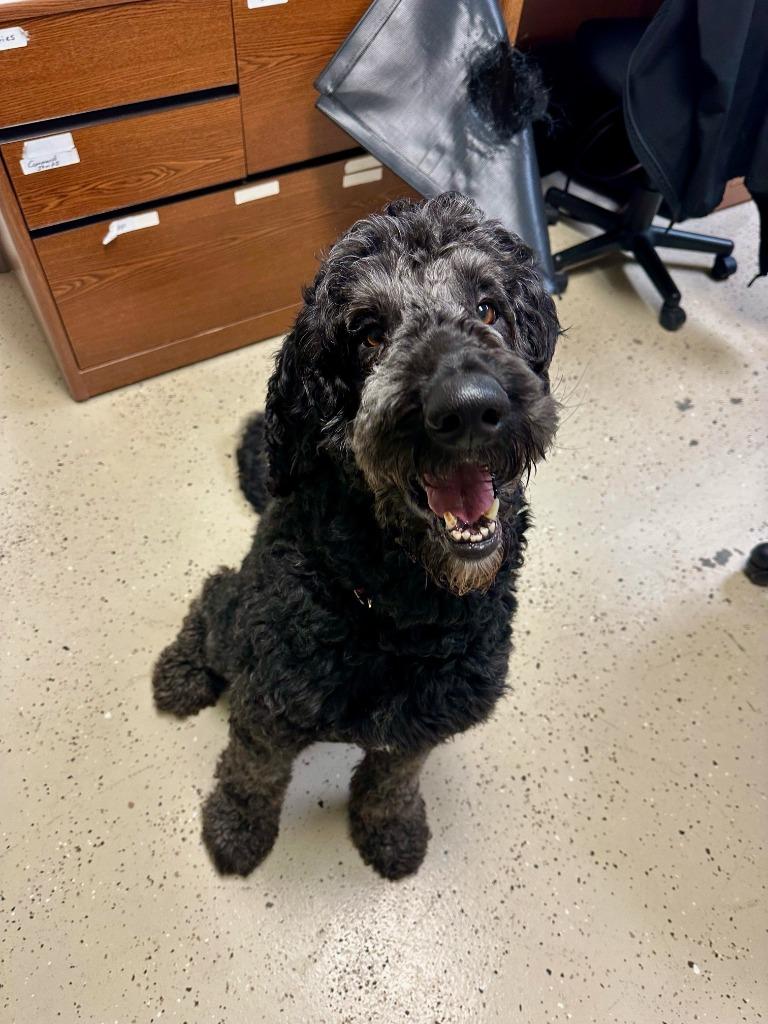 Kody, a Adopted mixed breed in Blountville, TN image 6/6