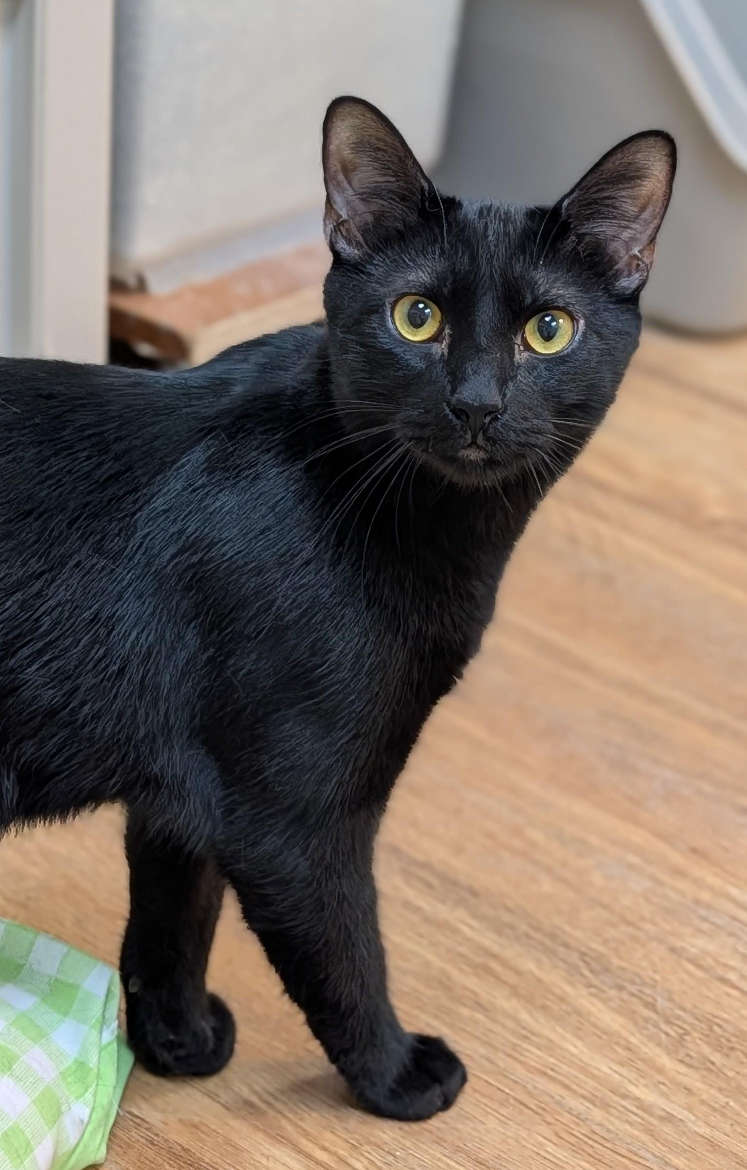 Theo, Adoptable, Young Male Domestic Short Hair.