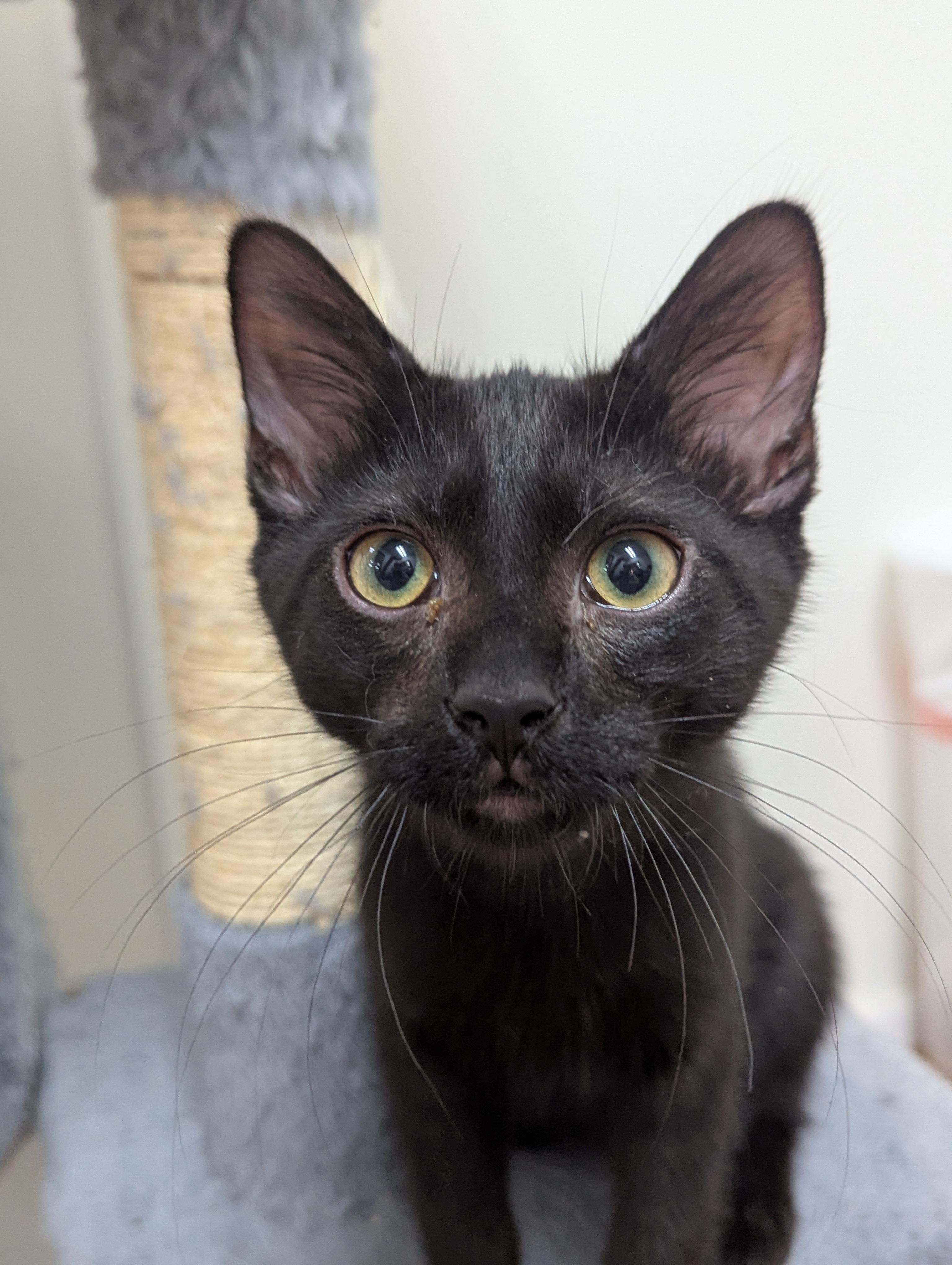 Theo, Adoptable, Young Male Domestic Short Hair.