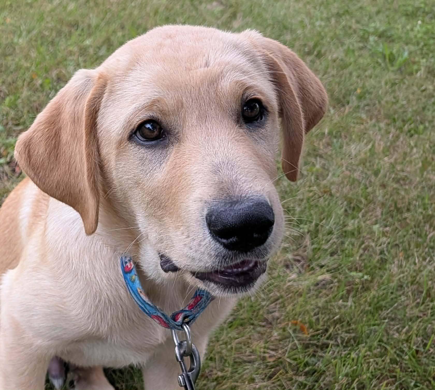Carter, adopted, Young Male Great Pyrenees & Anatolian Shepherd.