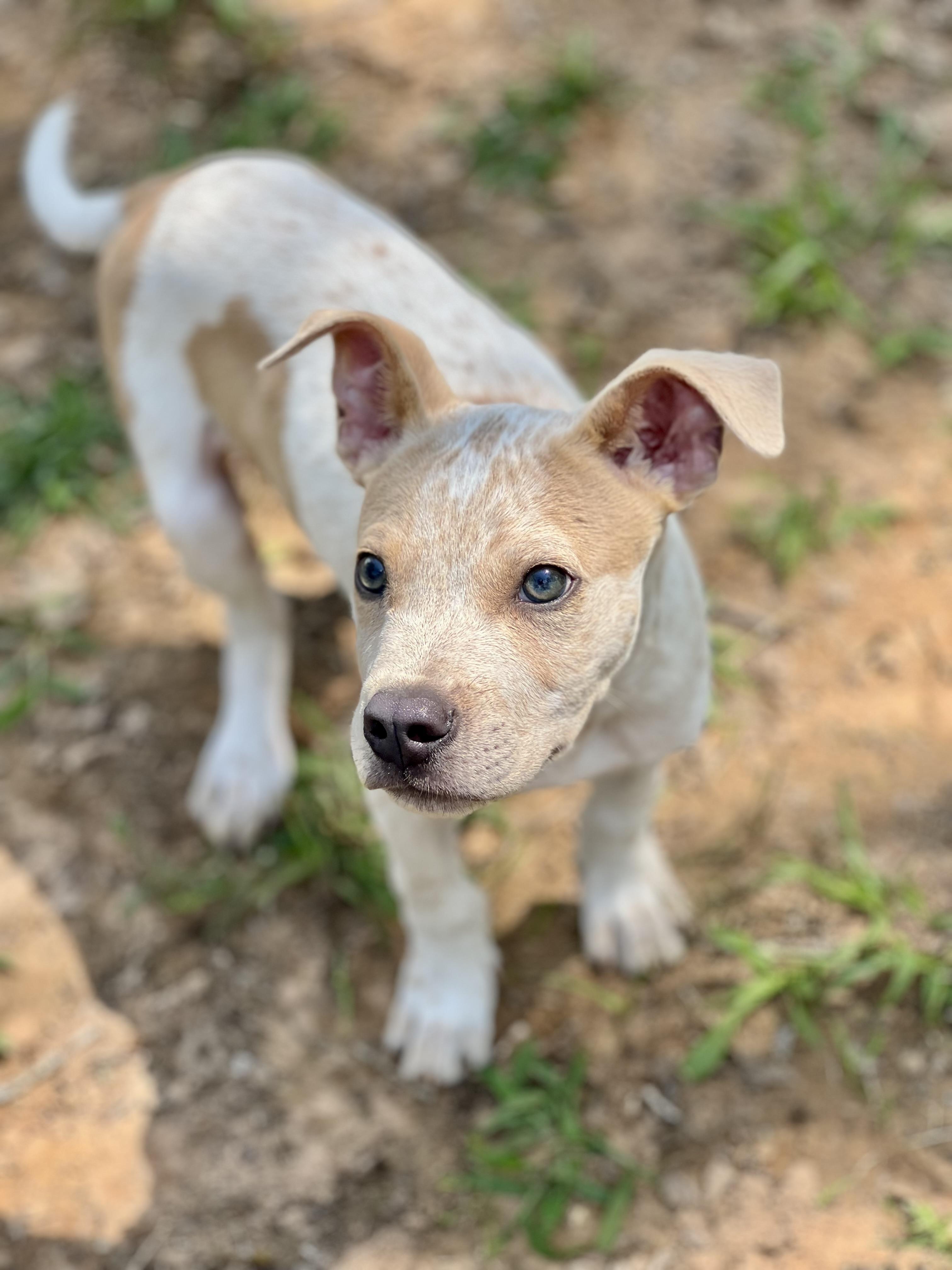 Enlarge Kilmer, a Adopted mixed breed in Itasca, TX image 2/3
