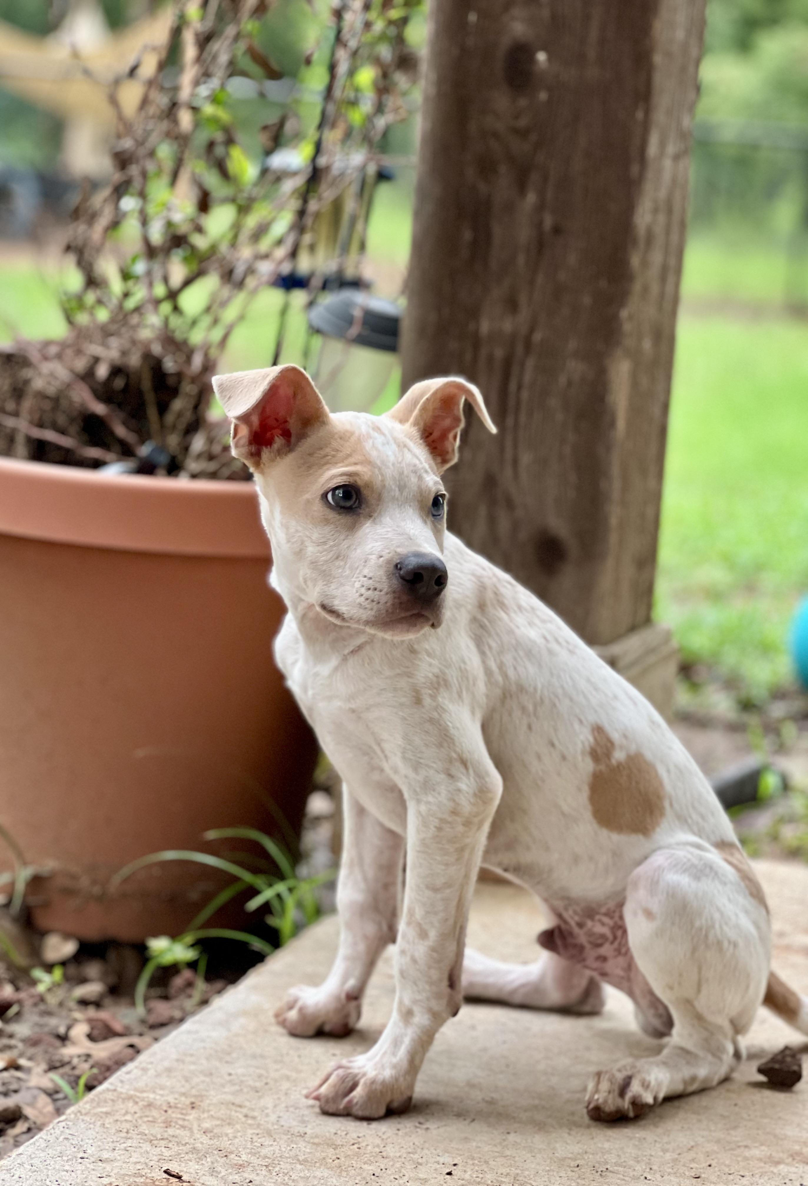 Enlarge Kilmer, a Adopted mixed breed in Itasca, TX image 1/3