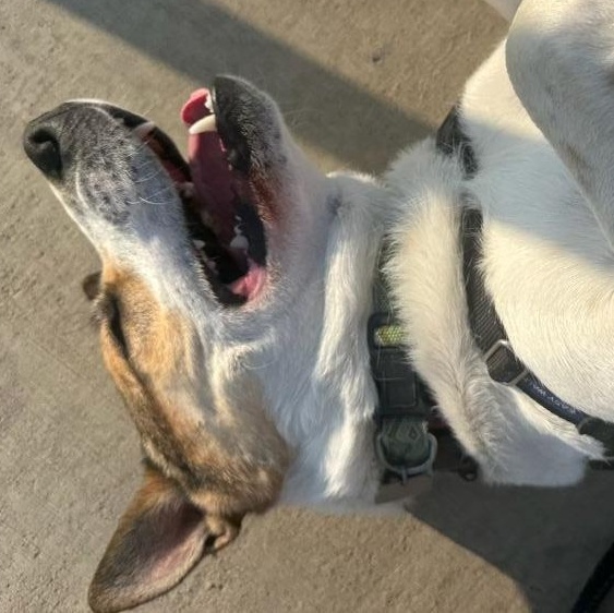 Julius, a ADOPTABLE mixed breed in Parkville, MO image 5/6