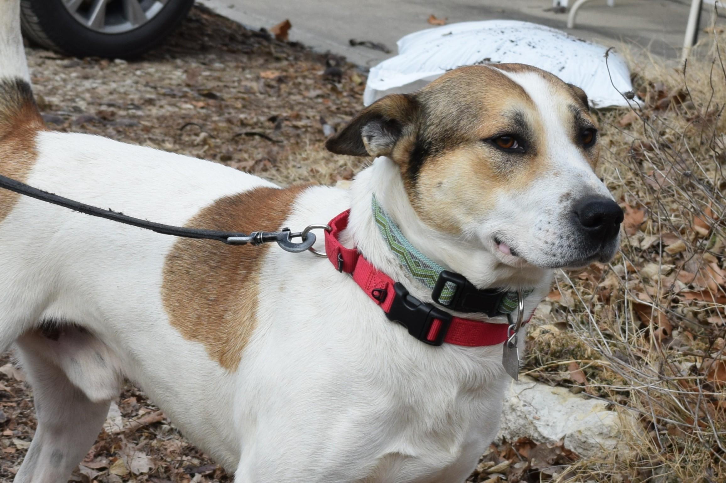 Enlarge Julius, a ADOPTABLE mixed breed in Parkville, MO image 5/6