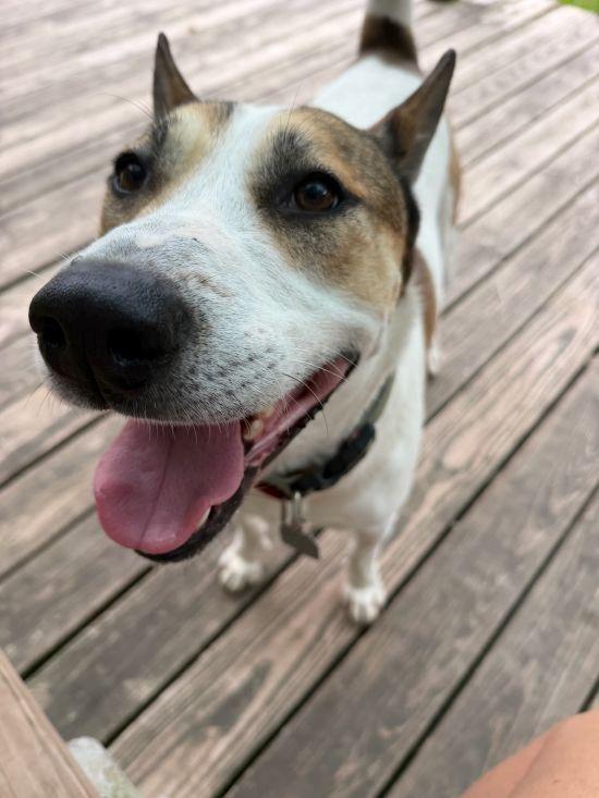 Enlarge Julius, a ADOPTABLE mixed breed in Parkville, MO image 4/6