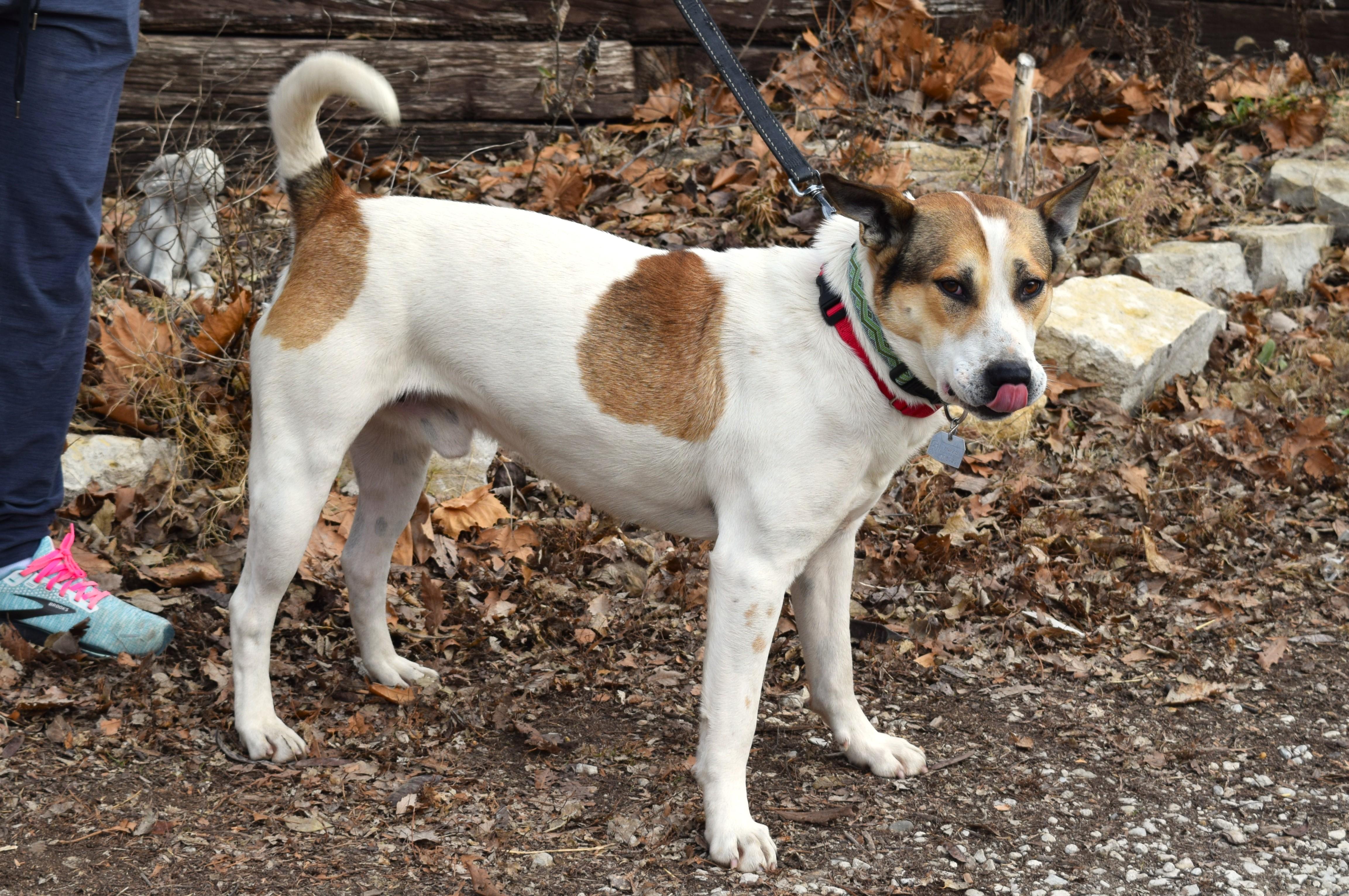 Enlarge Julius, a ADOPTABLE mixed breed in Parkville, MO image 2/6