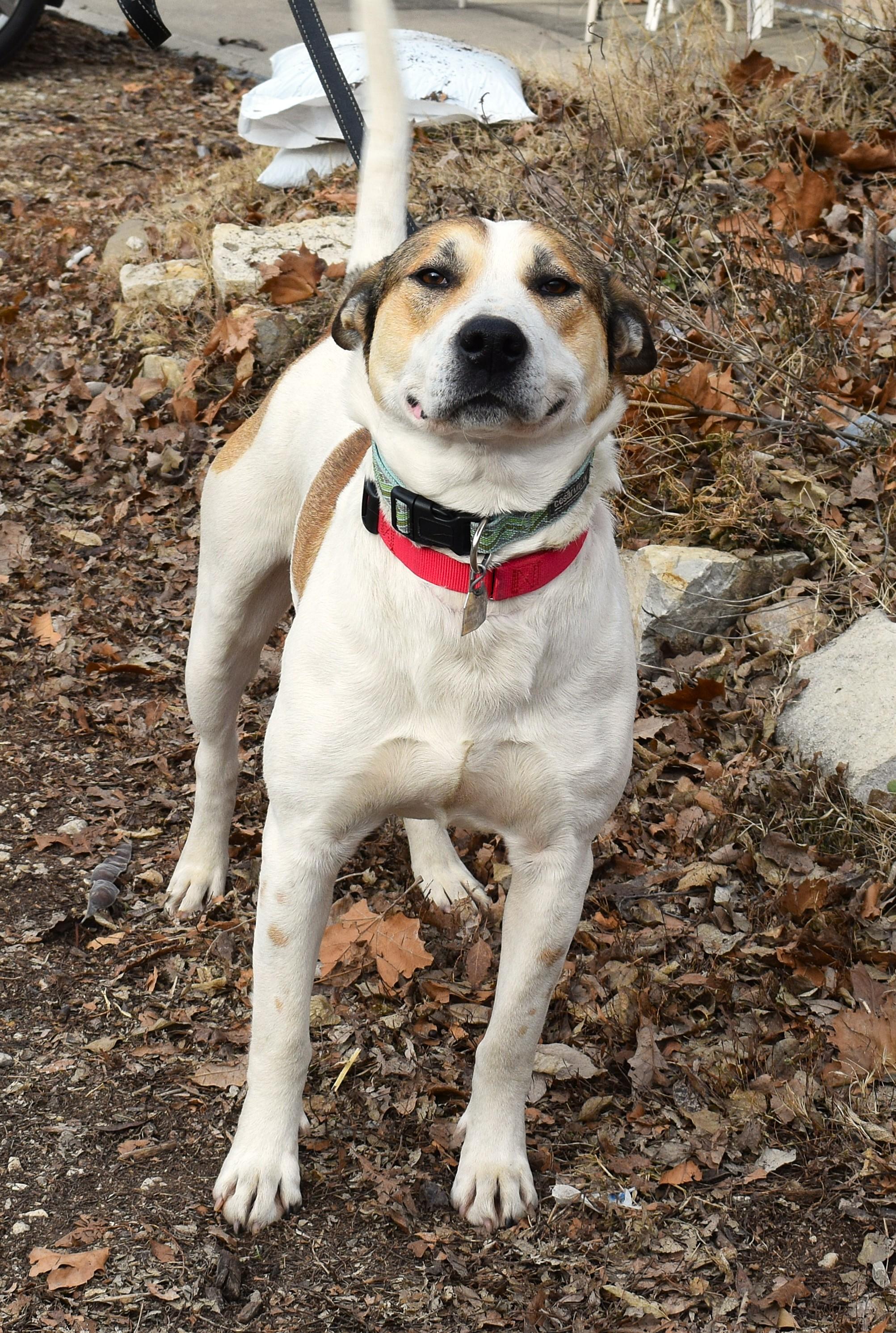 Enlarge Julius, a ADOPTABLE mixed breed in Parkville, MO image 1/6