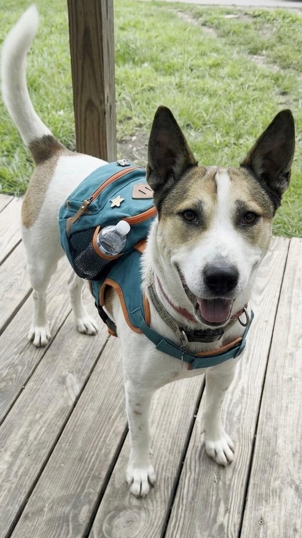Enlarge Julius, a ADOPTABLE mixed breed in Parkville, MO image 1/6