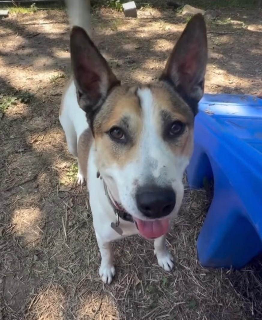 Julius, ADOPTABLE, Adult Male Mixed Breed.