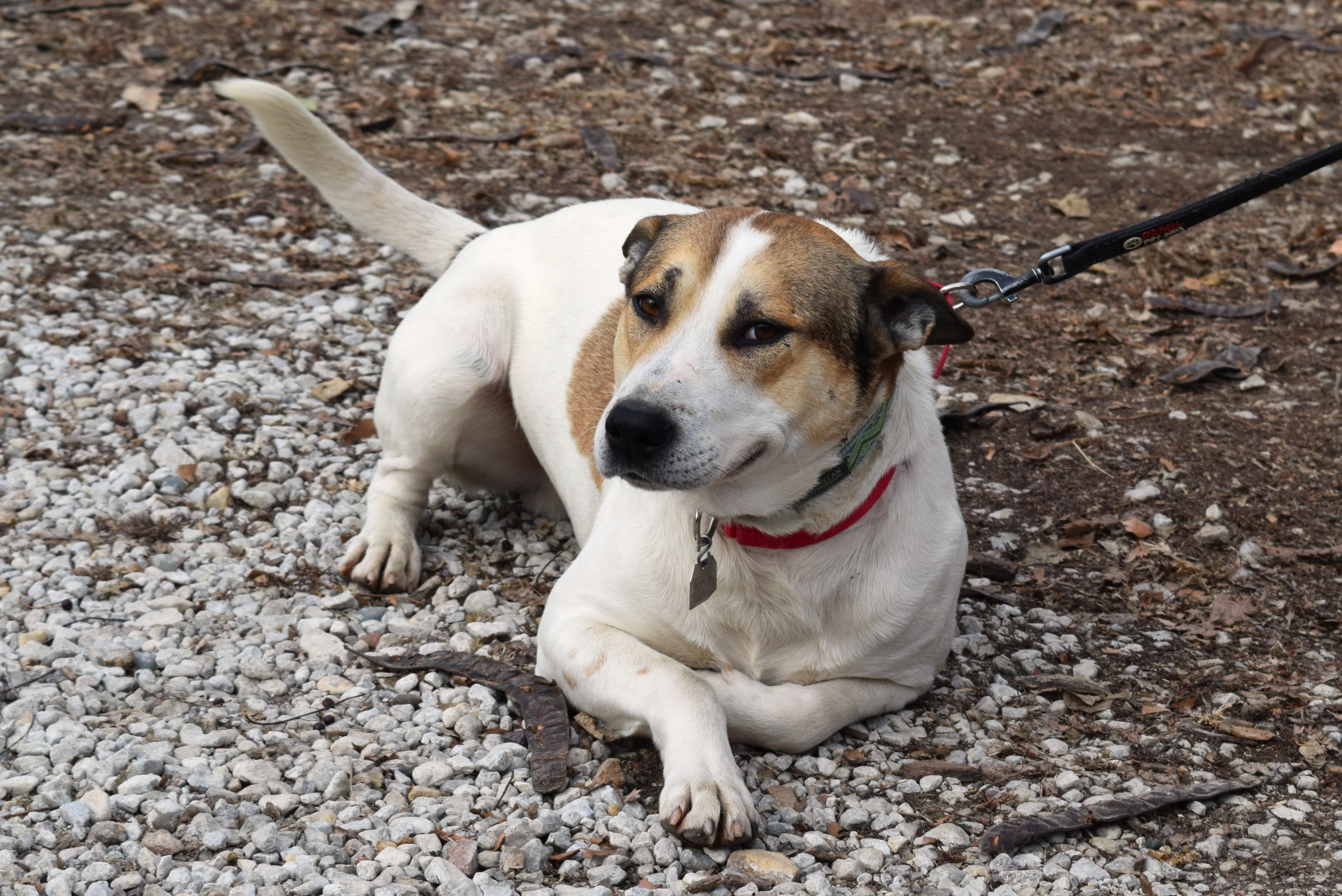Enlarge Julius, a ADOPTABLE mixed breed in Parkville, MO image 4/6