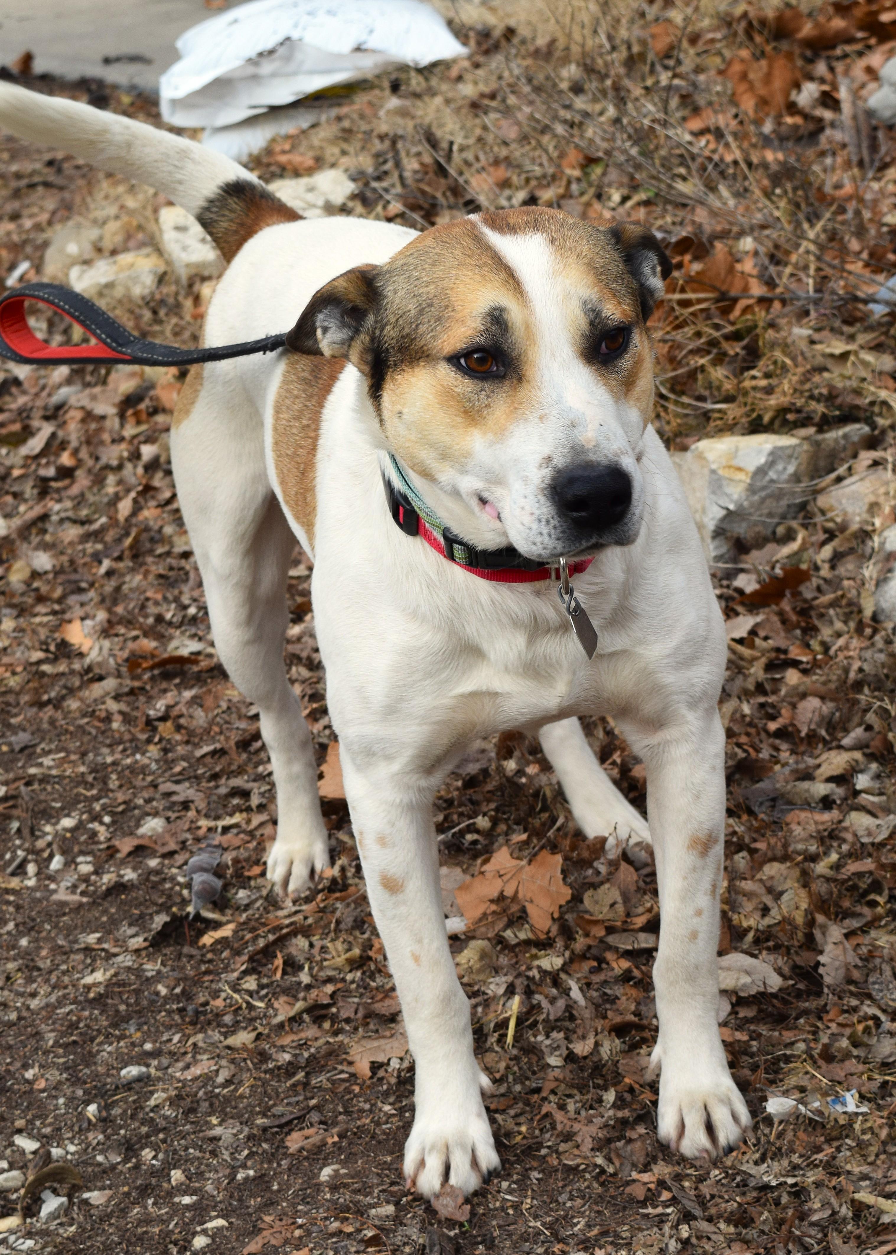 Enlarge Julius, a ADOPTABLE mixed breed in Parkville, MO image 6/6